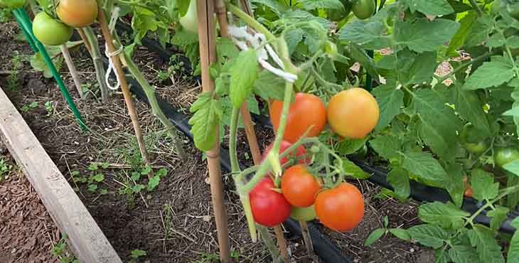 rajčatové hnojivo - 4