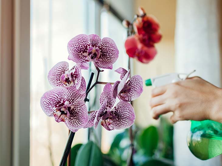 mantenere le orchidee