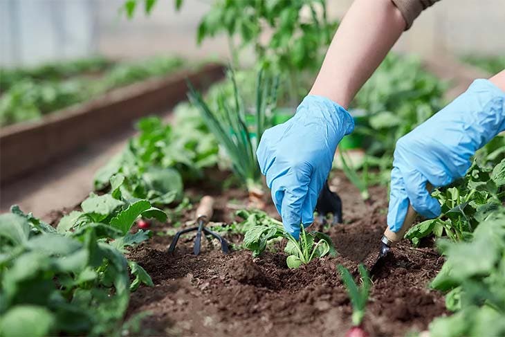 udržovat zeleninovou zahradu