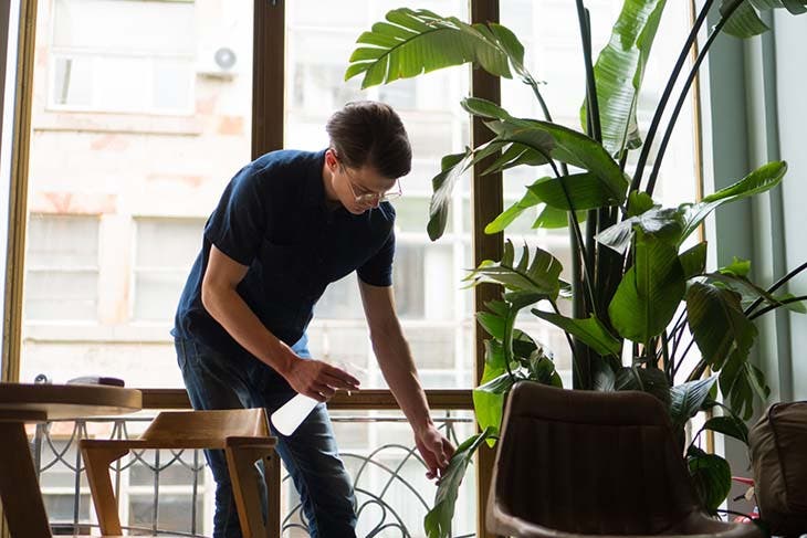 mantenimiento de plantas de interior