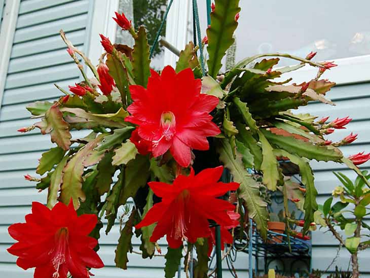 epiphyllum