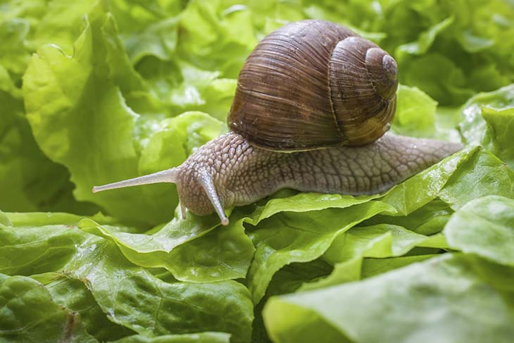 escargot 1 - Les escargots envahissent votre jardin ? Éloignez-les avec ces remèdes naturels
