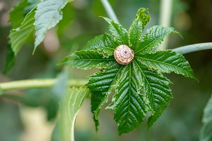 planta de caracol