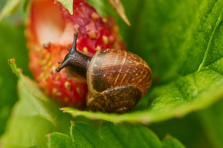 escargot ravage fraise - Les escargots envahissent votre jardin ? Éloignez-les avec ces remèdes naturels
