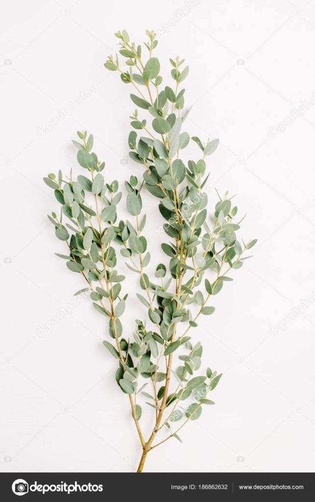 Eukalyptus 3