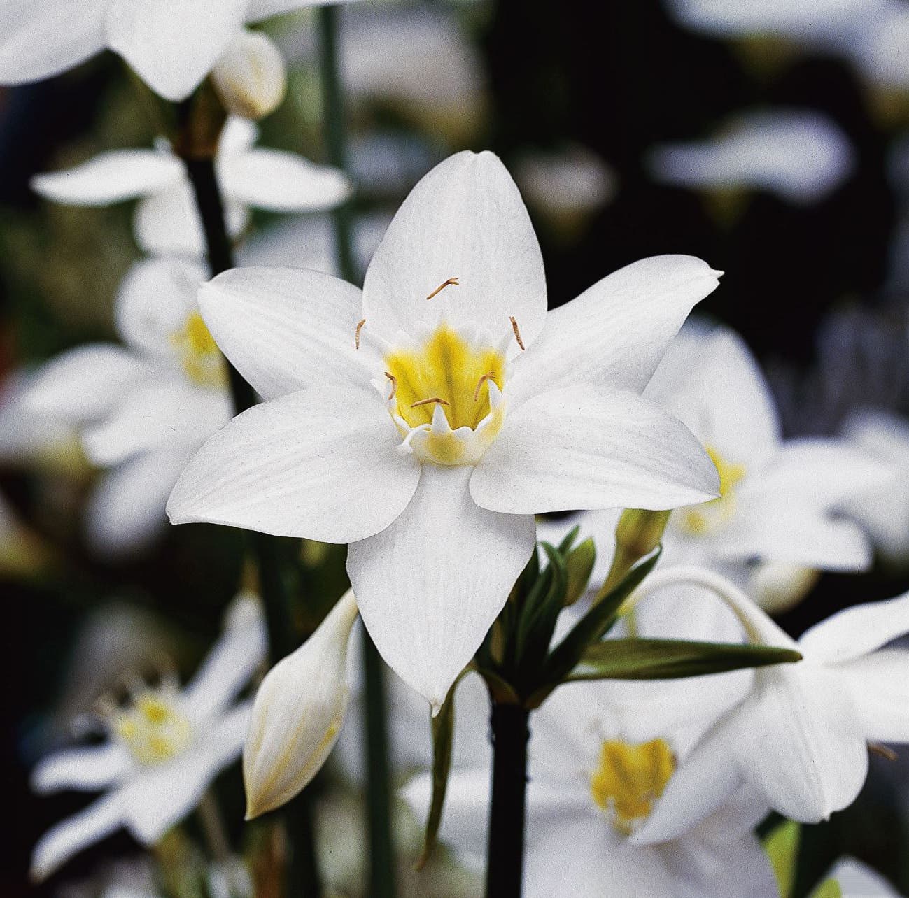 eucharis amazónico