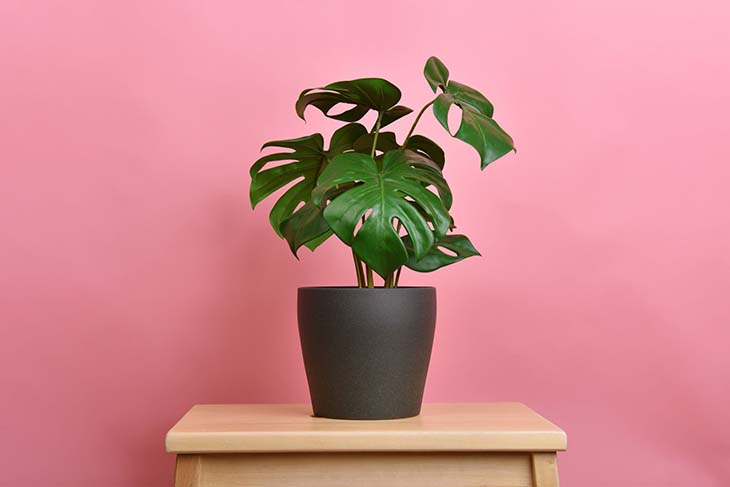 faux philodendron