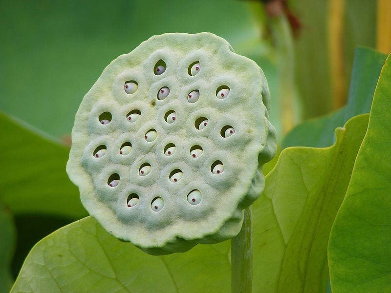 Plusieurs espèces de fleurs de lotus possèdent de profonds trous à l’intérieur de leurs surfaces plates. C’est d’ailleurs l’image la plus repoussante pour les trypophobes.