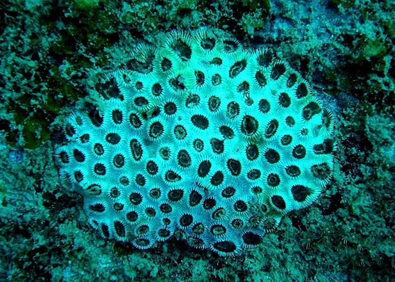 Plusieurs espèces de coraux, telles que ce corail noir, possèdent des motifs bien précis de trous.