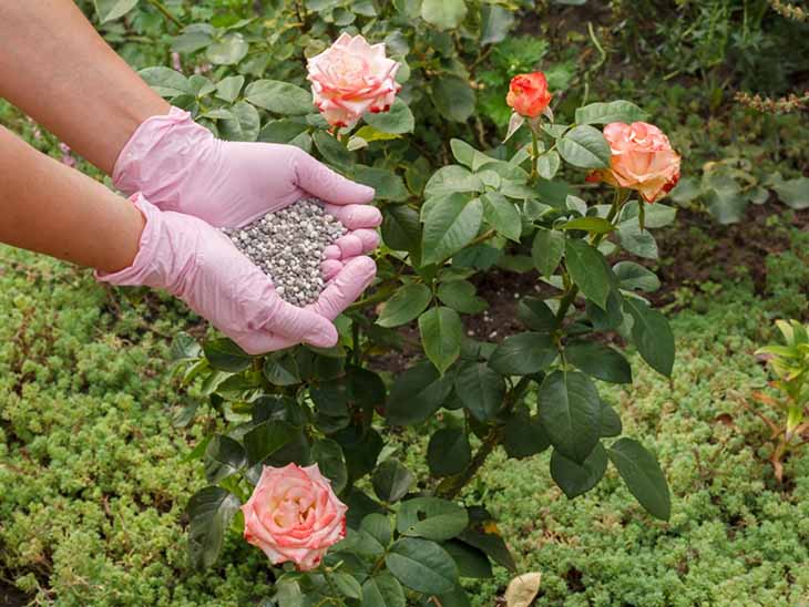 fertilización de rosas