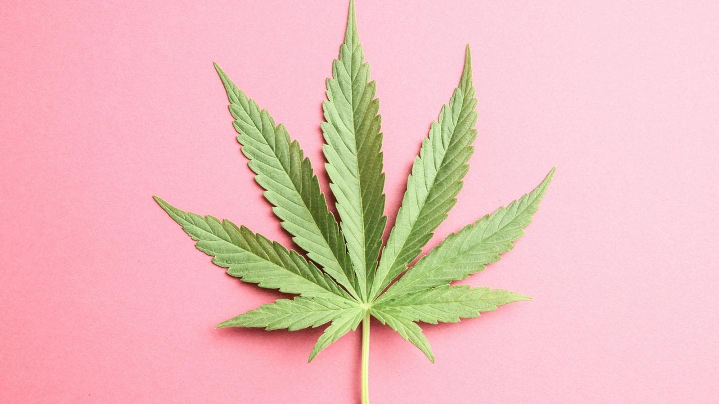 feuille de cannabis