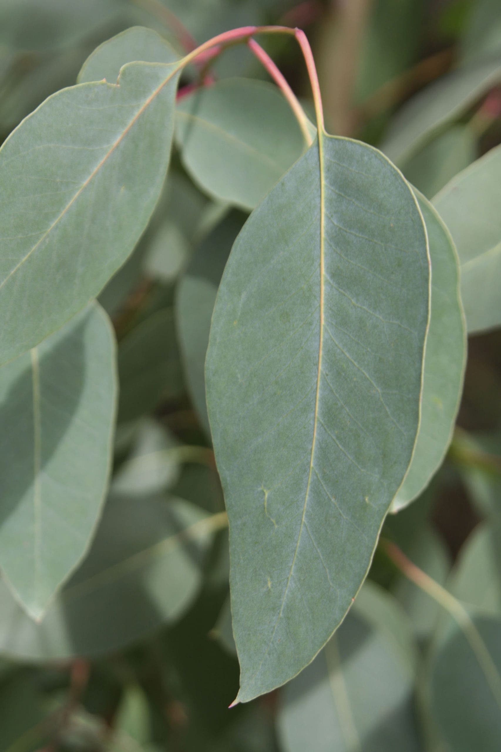 feuilles eucalyptus