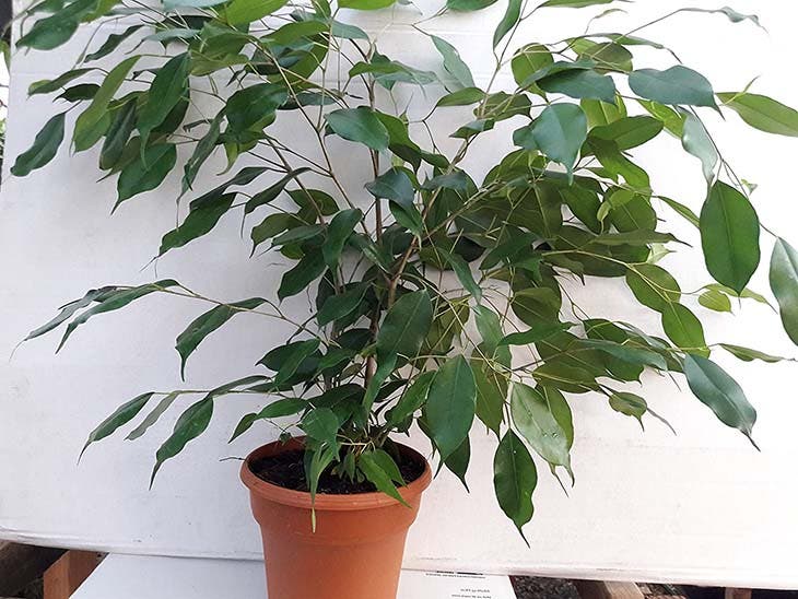 ficus benjamina