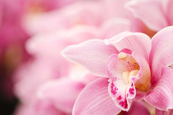 fleur orchidée