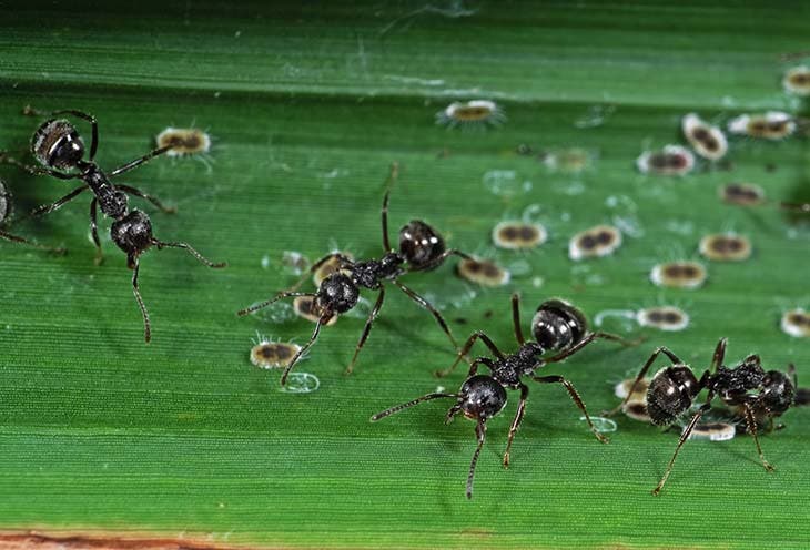 Schuppeninsekten Ameisen