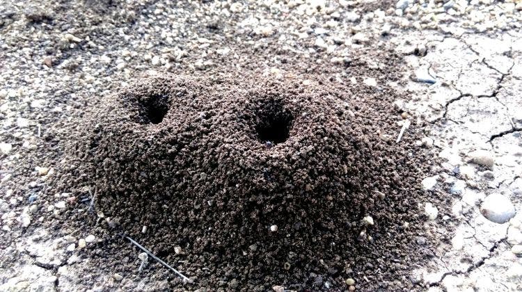 Trouver le nid des fourmis