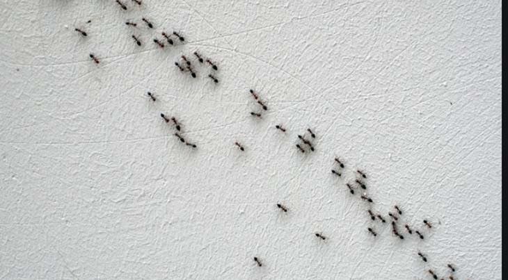domácí mravenci
