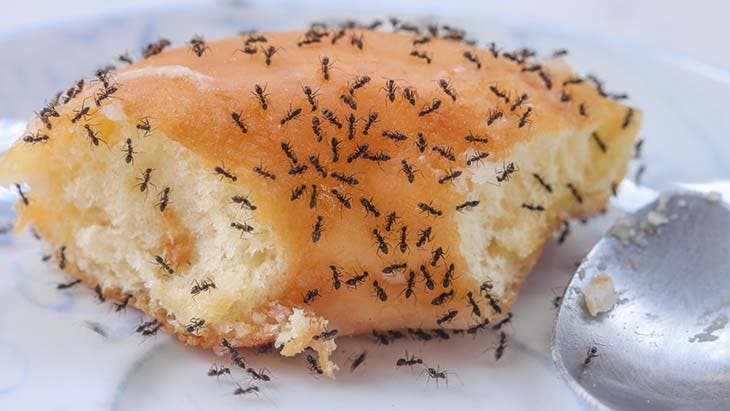 cukroví mravenci