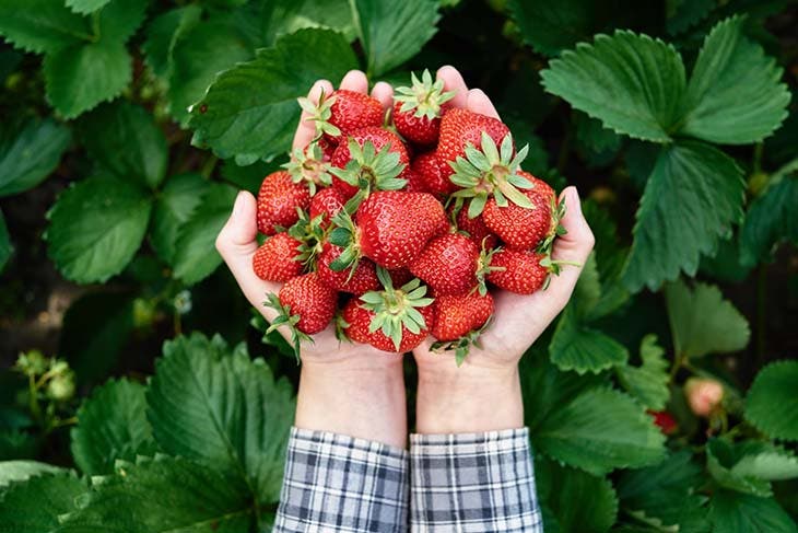 fresas en manos