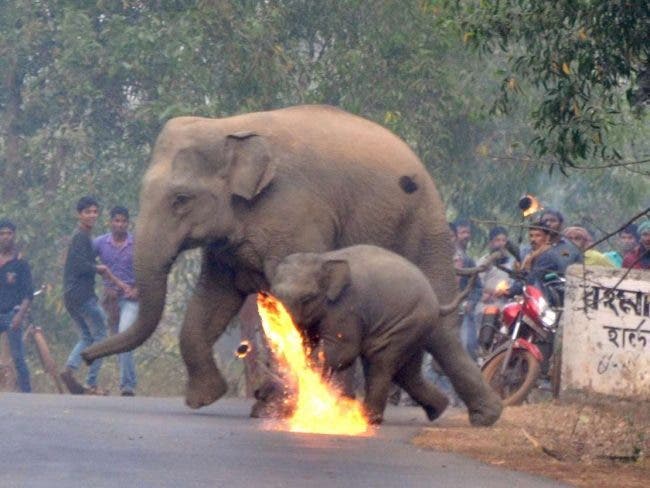 fuite elephants