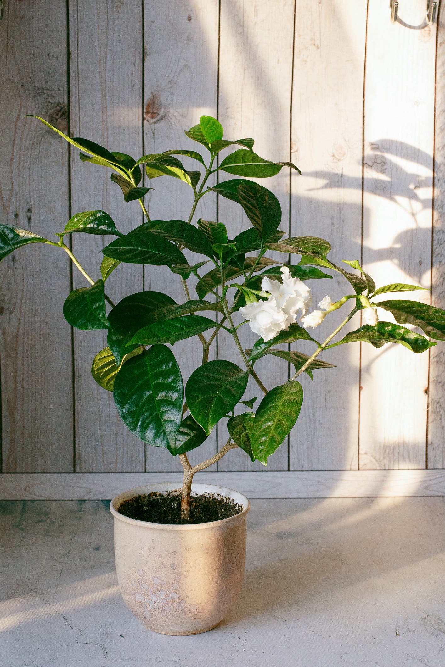 gardenia 1 - 7 plantes pour décorer votre chambre qui favorisent un bon sommeil