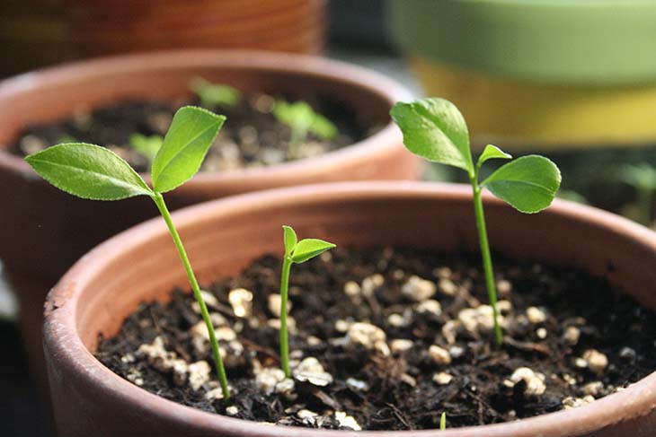 germinar semilla de limon