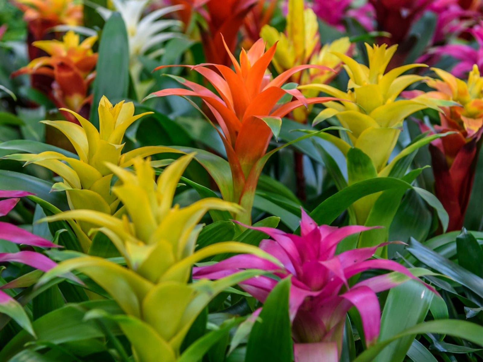 guzmania