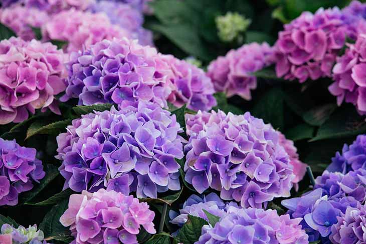 hortensia