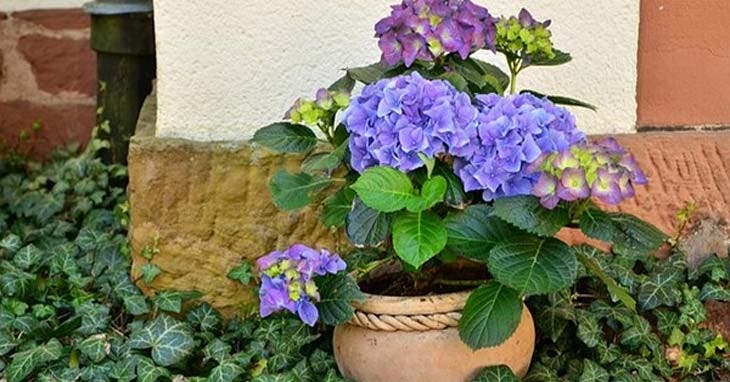 hortensia en maceta