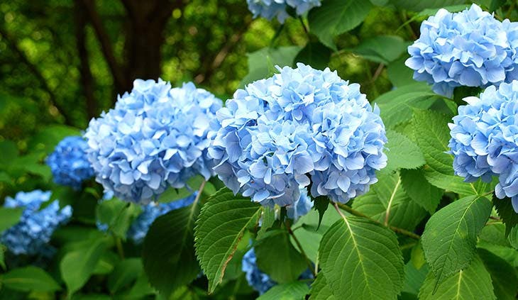 jardín de hortensias