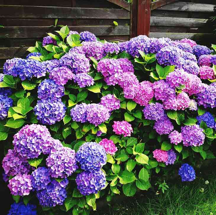 hortensia1