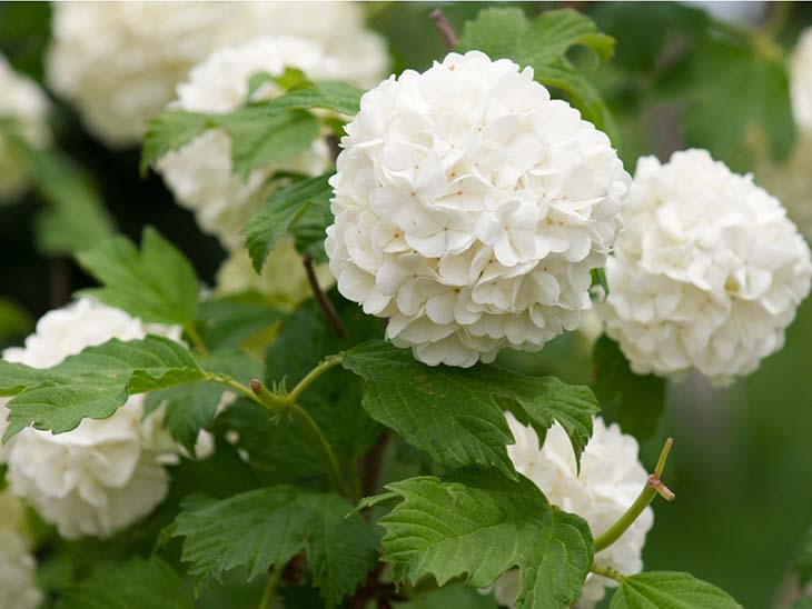 hortensias blancas