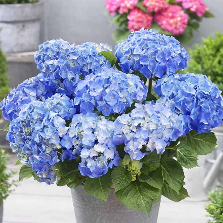 hortensias bleues