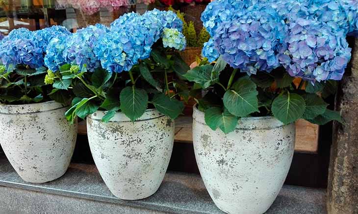 hortensias en maceta