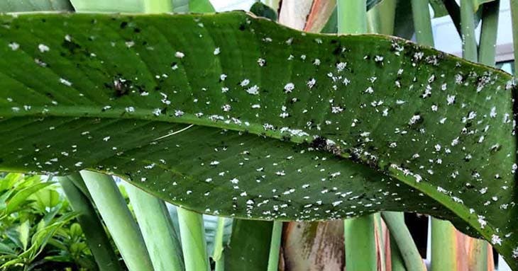 infestation cochenilles