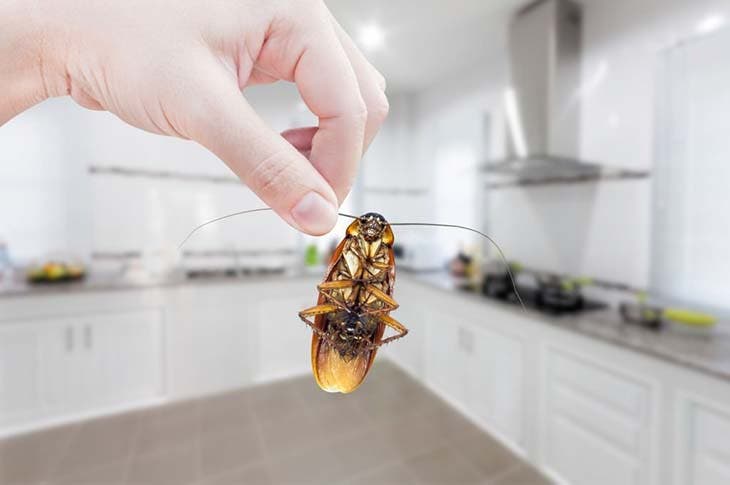 Cucaracha encontrada en casa