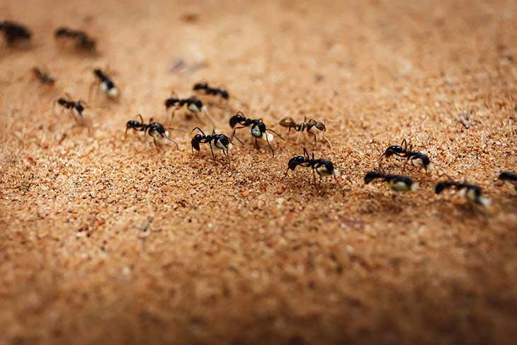 Une grappe de fourmis