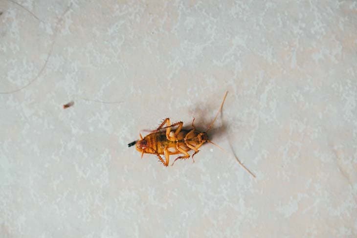 a dying cockroach