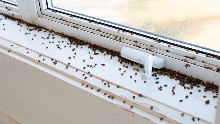 insectos de ventana