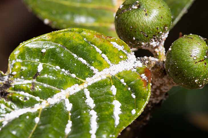 COCHENILLES : COMMENT ÉLIMINER AU NATUREL CES REDOUTABLES