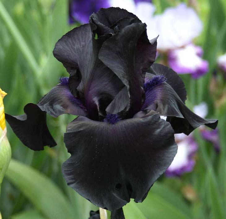 schwarze iris von jordanien