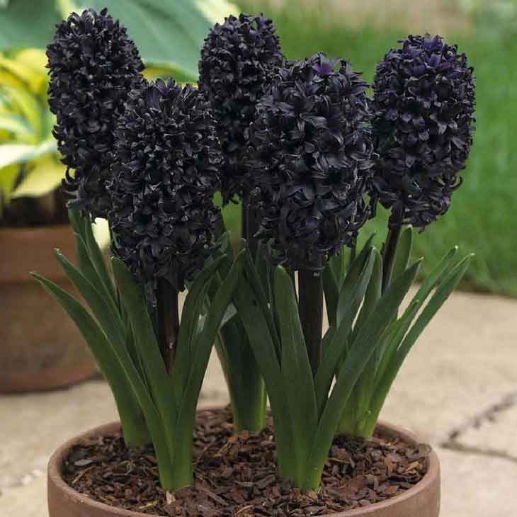 černý hyacint