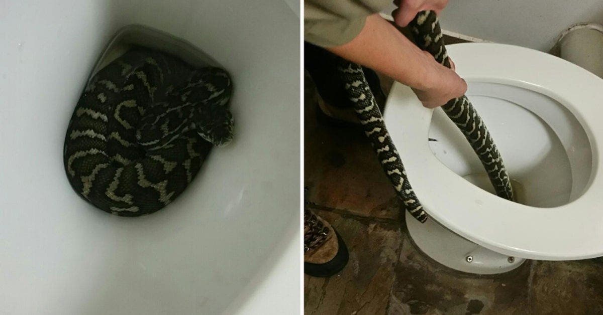 jai ressenti une piqure au derriere cette femme se fait mordre par un python cache dans ses toilettes 1 1