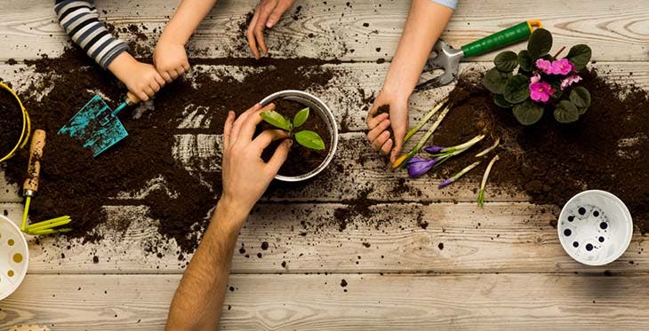 Geranio: il trucco per avere un numero infinito di steli senza spendere un centesimo 3 giardinaggio