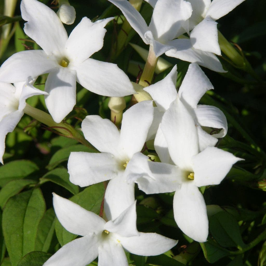 jasmin blanc