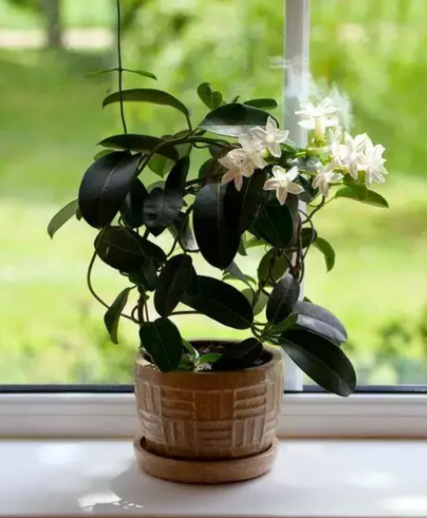 jasmin - 7 plantes pour décorer votre chambre qui favorisent un bon sommeil