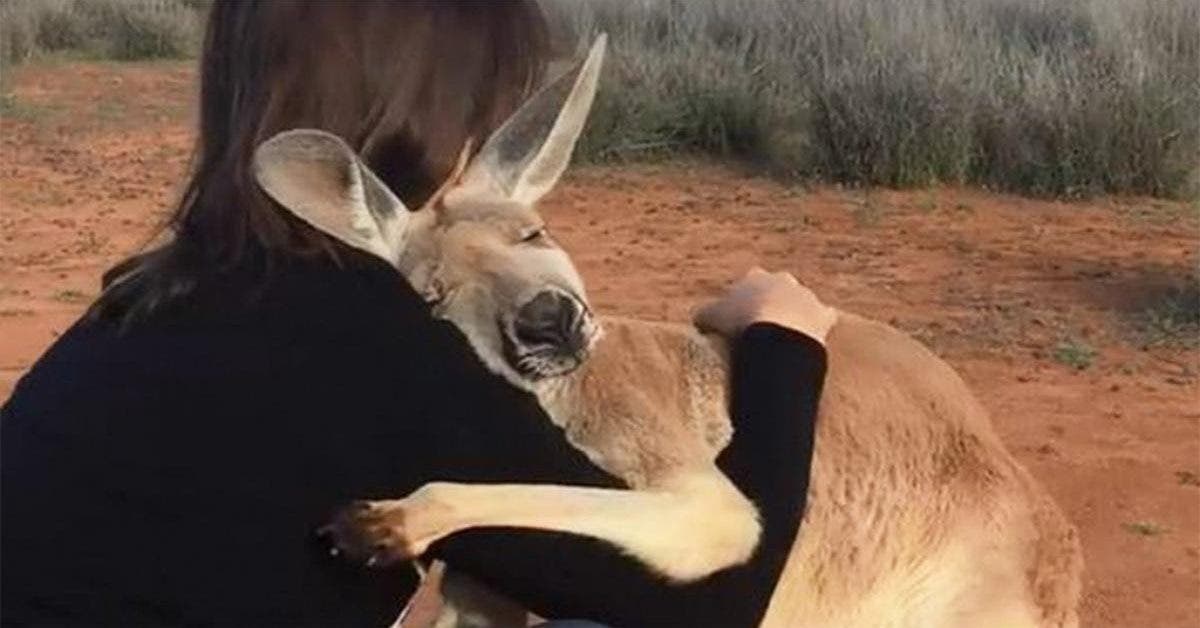 Un kangourou sauvé