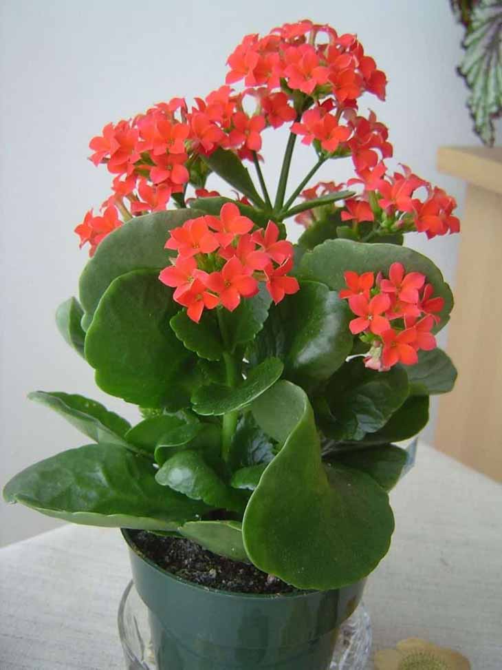 Blossfeld'in Kalanchoe'u