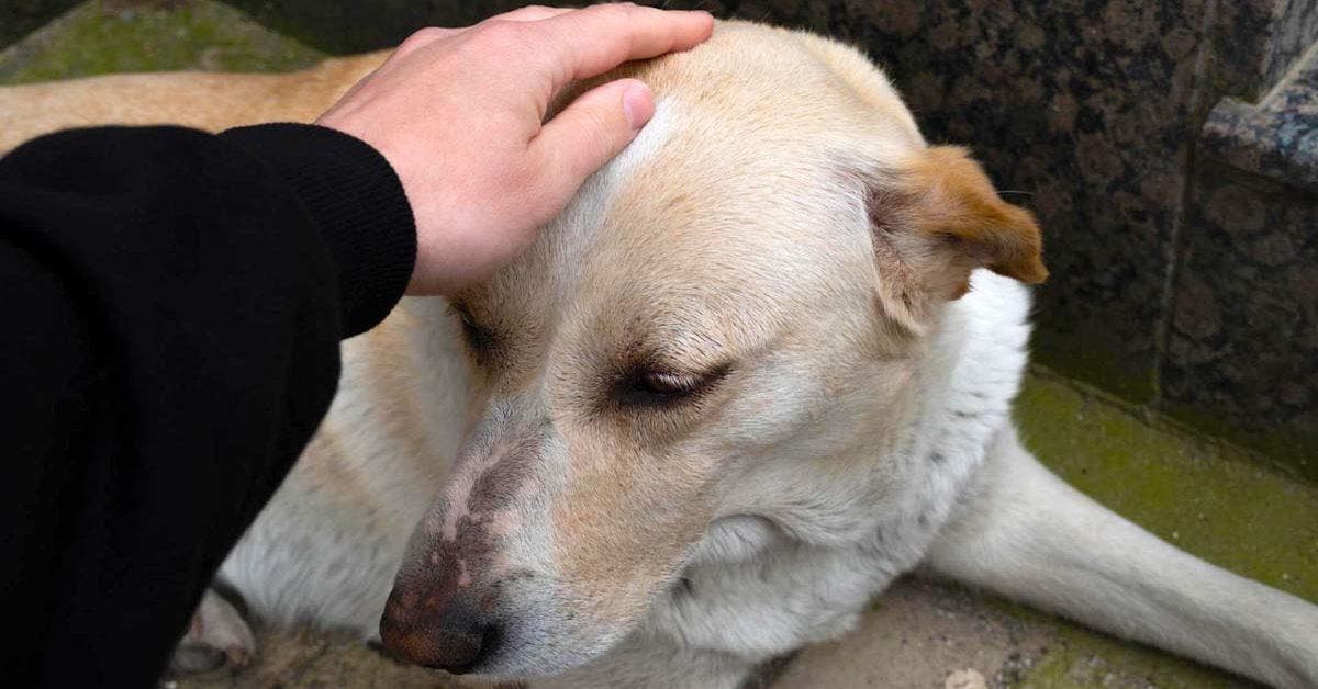La tendre complicité entre un sans-abri et son chien : une leçon d'amour urbain