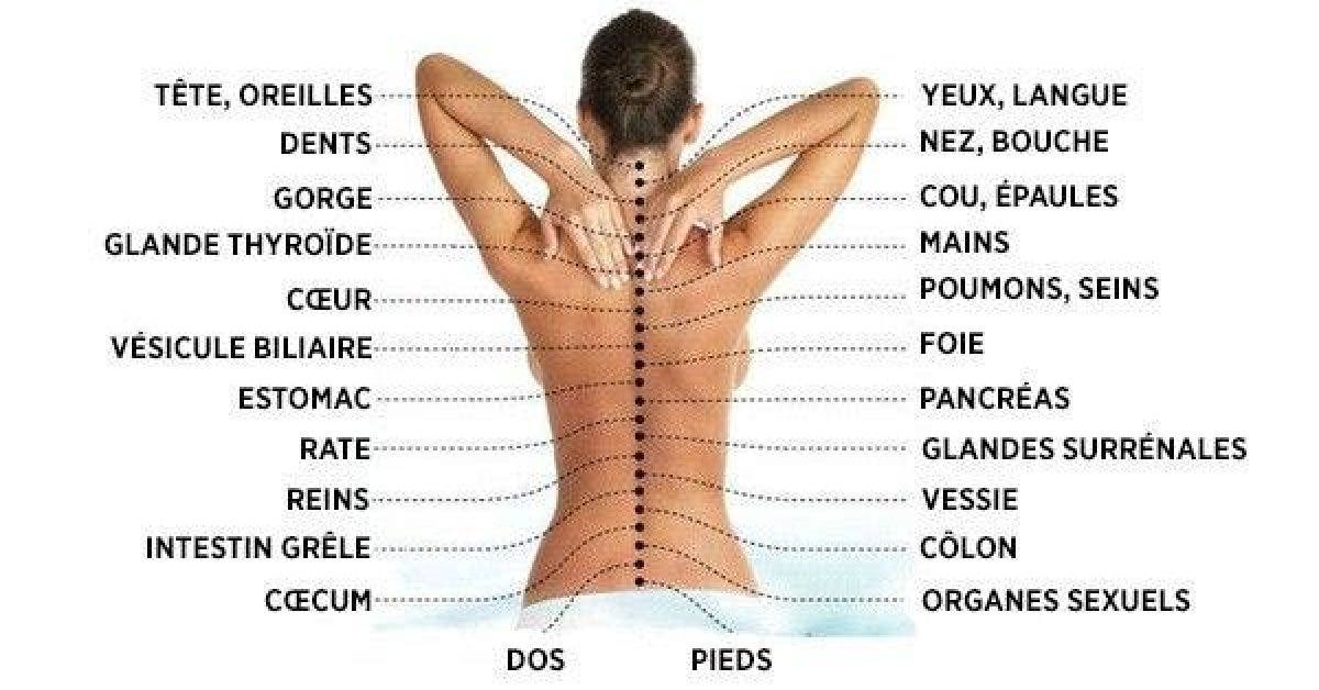 la vraie cause de la douleur voici comment la colonne vertebrale est connectee aux organes internes 1